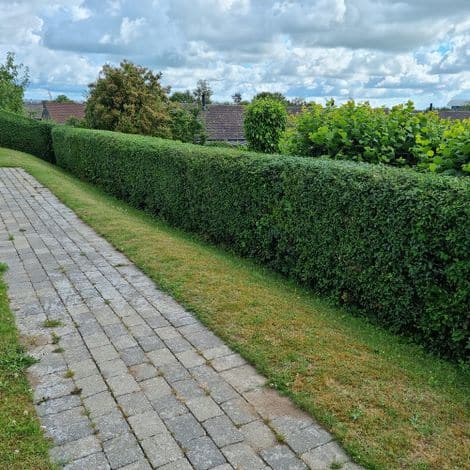 Klippet hæk
